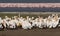 Great white pelicans in front of flamingos