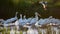 Great White Pelicans - Pelecanus onocrotalus