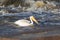 Great White Pelicans (Pelecanus onocrotalus) flying over to Canadian north for mating at Slave River, Pelican Rapids, Ft. Smith, N