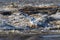 Great White Pelicans (Pelecanus onocrotalus) flying over to Canadian north for mating at Slave River, Pelican Rapids, Ft. Smith, N