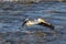 Great White Pelicans (Pelecanus onocrotalus) flying over to Canadian north for mating at Slave River, Pelican Rapids, Ft. Smith, N