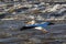 Great White Pelicans (Pelecanus onocrotalus) flying over to Canadian north for mating at Slave River, Pelican Rapids, Ft. Smith, N