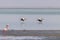 Great White Pelicans Pelecanus onocrotalus flying by, Walwis Bay, Namibia.