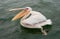 Great White Pelicans with their mouths open