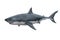 Great White Shark. 3D render isolated on white