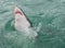 Great White Shark above water surface