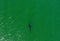 Great White Shark Aerial at Chatham, Cape Cod