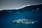 Great white shark against water surface underwater shot