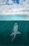 Great White Shark Attack, Sea Ocean