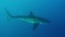 A Great White Shark with big scar underwater.