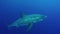 A Great White Shark with big scar underwater.