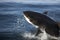 Great White Shark, carcharodon carcharias, Adult Breaching, False Bay in South Africa