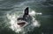 Great white shark Carcharodon carcharias breaching on ocean surface