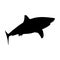 Great White Shark Carcharodon carcharias Silhouette Found In Map South Africa, Australia, California and the northeast of the Un