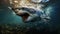 Great White Shark with Caustic Reflections In Crystal Clear Water Background