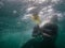 Great white shark eats fish next to divers cage