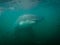 Great white shark examines diver in cage in Ganis Bay