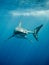 Great white shark fings and teeth in the blue ocean