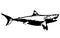 Great white shark fish II. vector