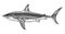 Great white shark hand drawing vintage engraving illustration