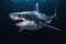 Great white shark hunting underwater