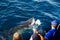 Great white shark hunting in watching sharks tour