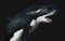 Great white shark isolate on black background with clipping path