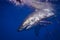 Great White Shark lurking near the surface