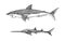 Great white shark or mackerel shark and Sixgill sawshark. Marine predatory animal. Sea life. Hand drawn vintage engraved