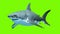 Great White Shark Megalodon on a green background. Two seamless looped 3d animations. 4K