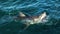 Great white shark with open mouth in ocean.