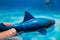 Great white shark plastic toy on the surface of a swimming pool