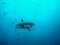 Great white shark swimming under sun rays among small fishes