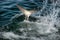 Great white shark tail