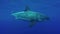 A Great White Shark underwater.