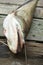 Great white sheatfish