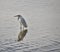 Great White Snowy Egret walking in the water