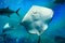 Great white Stingray, in blue water