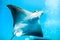 Great white Stingray, in blue water