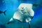 Great white Stingray, in blue water