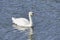 Great white Swan floating on the lake on a Sunny bright day, reflection in the water. There is a contrast between white swan and