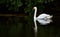 Great White Swan swims along the river