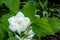 Great white trillium, trillium grandiflorum `Flore Pleno`, blooming in a garden