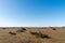 Great wide open barren landscape with junipers