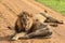 Great Wild African Lion leaning on the Road