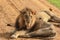 Great Wild African Lion leaning on the Road