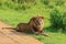 Great Wild African Lion leaning on the Road