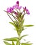 Great Willowherb, Epilobium hirsutum.