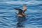 Great Winged Petrel in Australasia