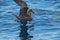 Great Winged Petrel in Australasia